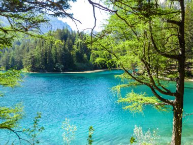A view through the tree branches on Green Lake, located in an Alpine valley in Austria. The alga give the lake its turquoise color. The lake collects the glacier's water. Dense forest around the lake