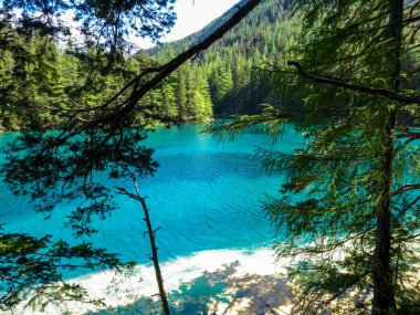 A view through the tree branches on Green Lake, located in an Alpine valley in Austria. The alga give the lake its turquoise color. The lake collects the glacier's water. Dense forest around the lake
