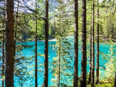 A view through the tree branches on Green Lake, located in an Alpine valley in Austria. The alga give the lake its turquoise color. The lake collects the glacier's water. Dense forest around the lake