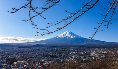 A distant view on Mt Fuji in Japan on a clear, wintery day. The top parts of the volcano are covered with a layer of snow. A few tree branches with flower buds on the side. Holly mountain of Japan.