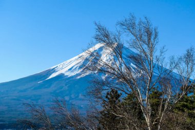 A distant view on Mt Fuji in Japan on a clear, wintery day. The top parts of the volcano are covered with a layer of snow. Holly mountain of Japan. A few tree branches in the frame.