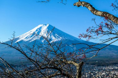 A few tree branches with flower buds on, disturbing a clear, distant view on Mt Fuji in Japan on a clear, wintery day. The top parts of the volcano are covered with a layer of snow. Holly mountain