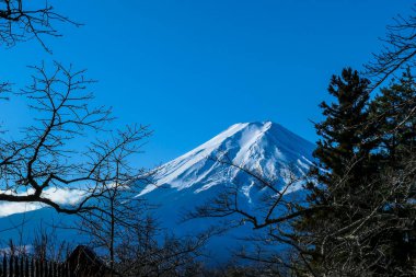 A distant view on Mt Fuji in Japan through the pine trees' branches, captured on a clear, wintery day. The top parts of the volcano are covered with a layer of snow. Holly mountain. Mystery and beauty