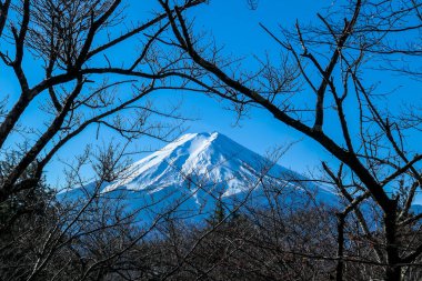 A distant view on Mt Fuji in Japan through the pine trees' branches, captured on a clear, wintery day. The top parts of the volcano are covered with a layer of snow. Holly mountain. Mystery and beauty