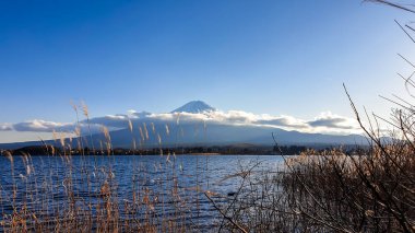 An idyllic view on Mt Fuji from the side of Kawaguchiko Lake, Japan. Dried, golden grass by the side of the lake. The mountain is surrounded by clouds. Soft reflections in the calm surface of the lake