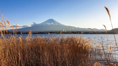 An idyllic view on Mt Fuji from the side of Kawaguchiko Lake, Japan. Dried, golden grass by the side of the lake. The mountain is surrounded by clouds. Soft reflections in the calm surface of the lake