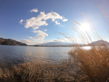 An idyllic view on Mt Fuji from the side of Kawaguchiko Lake, Japan. The mountain is surrounded by clouds. Dried, golden grass on the shore of the lake. Serenity and calmness. Few ducks on the lake