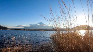 An idyllic view on Mt Fuji from the side of Kawaguchiko Lake, Japan. The volcano is surrounded by clouds. Dried, golden grass on the shore of the lake. Serenity and calmness. Bright and clear day.