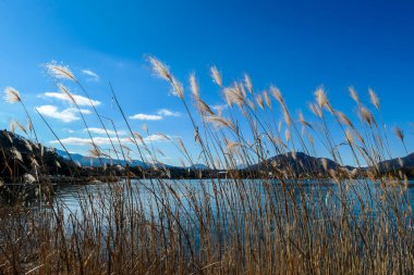 An idyllic view on Mt Fuji from the side of Kawaguchiko Lake, Japan. The volcano is surrounded by clouds. Dried, golden grass on the shore of the lake. Serenity and calmness. Bright and clear day.