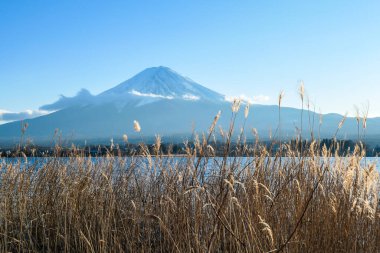 An idyllic view on Mt Fuji from the side of Kawaguchiko Lake, Japan, through the dried, golden grass on the shore of the lake. The volcano is surrounded by clouds. Serenity and calmness.