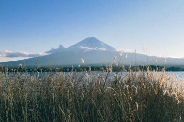 An idyllic view on Mt Fuji from the side of Kawaguchiko Lake, Japan, through the dried, golden grass on the shore of the lake. The volcano is surrounded by clouds. Serenity and calmness.