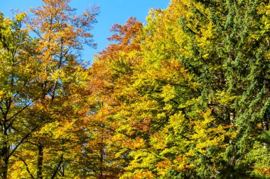 Golden and orange crown of the trees captured in Alpine region of Austria, during a bright autumn day. Some of the tree leaves are still green. Shedding trees, getting ready for winter.
