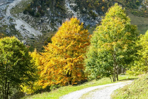 A change of the seasons in Carnic Alps, Austrian-Italian border. There are two trees standing next to one another, one of them has golden leaves, the other one still green. Peace of mind, melancholy