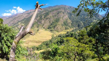 A view on lush green Himalayan valley, seen from Annapurna Circuit Trek, Nepal. There are various trees and bushes growing around. High mountains in the back. A dried tree trunk in front