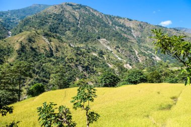 Lush green rice paddies along Annapurna Circuit Trek, Nepal. The rice paddies are located in the Himalayan valley. Some trees growing in between. High Mountains in the back. Clear and bright day.