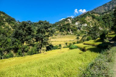 Lush green rice paddies along Annapurna Circuit Trek, Nepal. The rice paddies are located in the Himalayan valley. Some trees growing in between. High Mountains in the back. Clear and bright day.