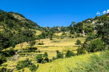 Lush green rice paddies along Annapurna Circuit Trek, Nepal. The rice paddies are located in the Himalayan valley. Some trees growing in between. High Mountains in the back. Clear and bright day.