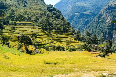 Lush green rice paddies along Annapurna Circuit Trek, Nepal. The rice paddies are located in the Himalayan valley. Some trees growing in between. High Mountains in the back. Clear and bright day.