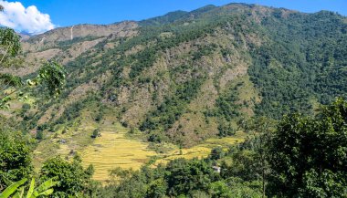 Lush green rice paddies along Annapurna Circuit Trek, Nepal. The rice paddies are located in the Himalayan valley. Lots of trees growing in between. High Mountains in the back. Clear and bright day.
