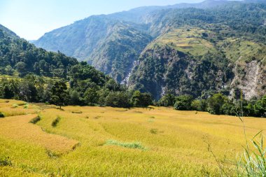 A close up on lush green rice paddies along Annapurna Circuit Trek, Nepal. The rice paddies are located in the Himalayan valley. High Mountains in the back. Clear and bright day.