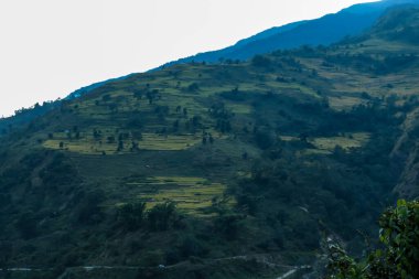 View on Himalayas along Annapurna Circuit Trek, Nepal. There is a dense forest in front. High, snow caped mountains' peaks catching the sunbeams. Serenity and calmness. Barren slopes