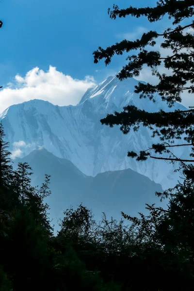 View on Himalayas, Annapurna Circuit Trek, Nepal. The view is disturbed by dense tree crowns in the front. High snow caped mountains peaks catching the first beams of sunlight. Serenity and calmness