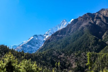 View on Himalayas along Annapurna Circuit Trek, Nepal. There is a dense forest in front. High, snow caped mountains' peaks catching the sunbeams. Serenity and calmness. Barren slopes