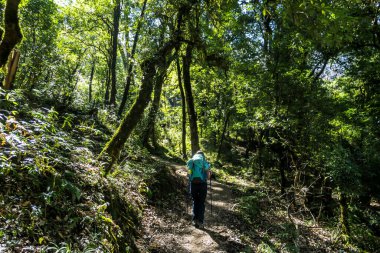 A girl with a big blue backpack hikes through a dense forest, along a pathway on Annapurna Circuit Trek in Himalayas, Nepal. Most of the trees are overgrown with moss. Diversity of the plants