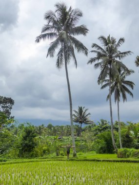 A man in shorts leaning on a palm tree, surrounded by rice field terrace shining in bright green colors in Tetebatu. A dog accompanying the man. Endless paddies of rice, spreading on great distances