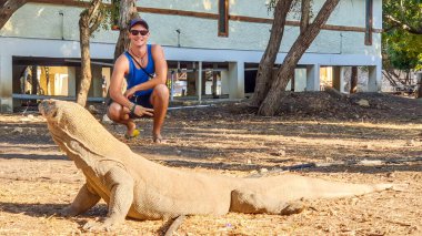 A man posing with gigantic, venomous Komodo Dragon, resting after the meal in Komodo National Park, Flores, Indonesia. Dangerous animal in natural habitat. Touristic attraction