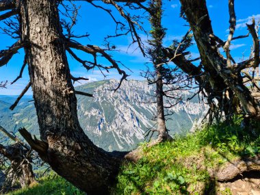 Avusturya, Styria, Hochschwab bölgesindeki Alp Dağları 'nın panoramik manzarası. Ön plandaki ağaçlar çerçeveye giriyor. Güneşli bir gün. Huzur, seyahat tutkusu. Alplerde yürüyüş.