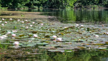 Küçük Vassacher gölü Avusturya, Carinhtia, Villach 'a yakın. Su yüzeyi nilüferlerle kaplıdır. Dinginlik, Yaz titreşimleri