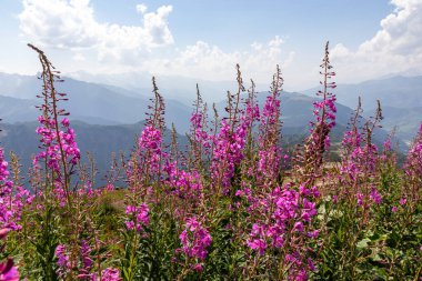 Gürcistan 'ın yüksek Kafkasya dağlarında açan Rosebay Willowhere çalıları. Arkada yüksek, karlı tepeler var. Arkadaki kalın bulutlar. Mor çiçekler. Idyllic manzara. Sakinlik