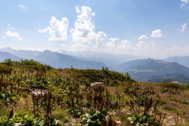 Gürcistan 'daki yüksek Kafkasya dağlarında panoramik bir manzara. Arkada yüksek, karlı tepeler var. Önünde yemyeşil bir çayır var. Idyllic manzara. Sakinlik ve meditasyon. Doğal tedavi.