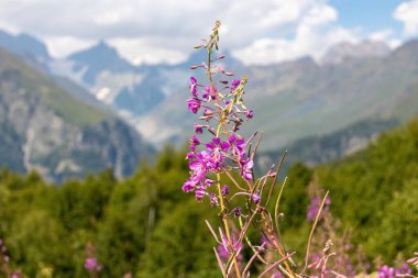 Gürcistan 'ın yüksek Kafkasya dağlarında açan Rosebay Willowhere çalıları. Arkada yüksek, karlı tepeler var. Arkadaki kalın bulutlar. Mor çiçekler. Idyllic manzara. Sakinlik
