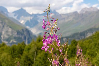 Gürcistan 'ın yüksek Kafkasya dağlarında açan Rosebay Willowhere çalıları. Arkada yüksek, karlı tepeler var. Arkadaki kalın bulutlar. Mor çiçekler. Idyllic manzara. Sakinlik