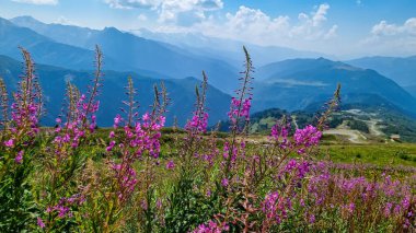 A bushes of Rosebay Willowherb blooming in high Caucasus mountains in Georgia. There are high, snowcapped peaks in the back. Thick clouds in the back. Purple flowers. Idyllic landscape. Calmness clipart