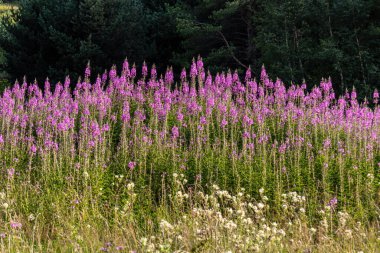 Gürcistan, Svaneti Bölgesi 'ndeki Yüksek Kafkasya Dağları' nda çiçek açan Rosebay Willowhere. Vahşi doğadaki dağlık çayırlar. Mor çiçekler. Idyllic manzara. Sakinlik