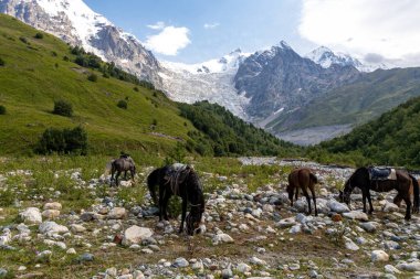 Gürcistan, Svaneti Bölgesi 'ndeki Büyük Kafkasya Dağları' ndaki Adishi Buzulu ve Tetnuldi, Gistola ve Lakutsia 'nın karlı zirveleri manzaralı atlar. Vahşi doğa, binicilik.