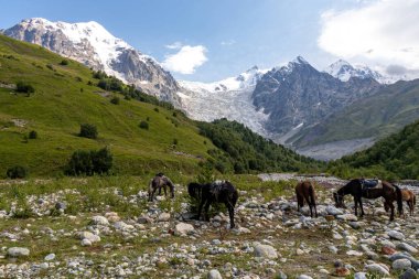 Gürcistan, Svaneti Bölgesi 'ndeki Büyük Kafkasya Dağları' ndaki Adishi Buzulu ve Tetnuldi, Gistola ve Lakutsia 'nın karlı zirveleri manzaralı atlar. Vahşi doğa, binicilik.