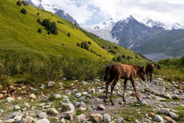 Gürcistan, Svaneti Bölgesi 'ndeki Büyük Kafkasya Dağları' ndaki Adishi Buzulu ve Tetnuldi, Gistola ve Lakutsia 'nın karlı zirveleri manzaralı atlar. Vahşi doğa, binicilik.