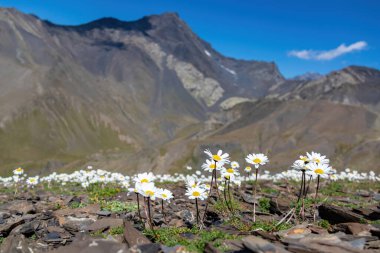 Gürcistan, Kazbegi 'deki Büyük Kafkasya Dağları' ndaki Chaukhi Geçidi yakınlarında filizlenen bir Marguerite papatya tarlası. Arkada yüksek dağ zirveleri var. Idyllic manzara. Sakinlik