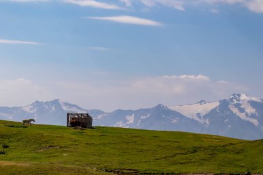 Büyük Kafkasya Dağları 'ndaki Mestia yakınlarında, Gürcistan' ın Yukarı Svaneti Bölgesi 'nde, dağlık bir arazide otlayan bir at. Vahşi yaşam gözlemi. Vahşi doğa
