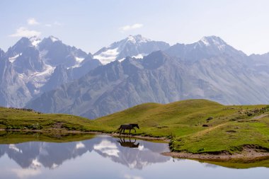 Koruldi Gölü 'nde otlayan bir at, Gürcistan' ın Yukarı Svaneti bölgesindeki Kafkasya Dağları 'ndaki Mestia yakınlarındaki bir dağ sırasına benzer bir manzaraya sahip. Vahşi yaşam gözlemi.