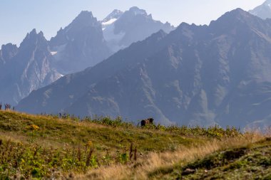 Büyük Kafkasya Dağları 'ndaki Mestia yakınlarındaki keskin Svaneti dağ tepelerine bakan otlayan inekler, Yukarı Svaneti, Gürcistan. Koruldi Gölleri' ne doğru yürüyüş parkurları..