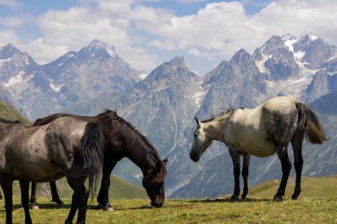 Koruldi Gölü yakınlarındaki bir otlakta otlayan bir at sürüsü Büyük Kafkasya Dağları 'ndaki Mestia yakınlarındaki bir dağ sırasının manzarasına benzer bir manzaraya sahip.