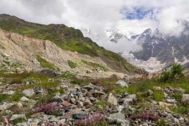 Gürcistan, Svaneti Bölgesi, Ushguli 'deki Büyük Kafkasya Dağları' ndaki Shkhara Buzulu manzaralı yeşil bir vadide çiçek açıyor. Karla kaplı dağlar, Spring. Çalılıklar ve tepeler. Cennet