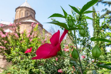 Gürcistan 'ın başkenti Tiflis' teki Kura nehrinin üzerindeki Metekhi Kilisesi 'nin pembe amberine yakın görüş. Gürcistan mimari gezi merkezi. Eski kasaba. Eski kilise. Çiçek ve çiçek.