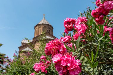 Gürcistan 'ın başkenti Tiflis' te bulunan Kura nehrinin üzerindeki Metekhi Kilisesi ile pembe zakkum manzarasını kapatın. Gürcistan mimari gezi merkezi. Eski kasaba. Eski kilise. Çiçek ve çiçek.