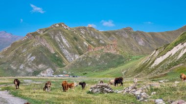 Cattle grazing on lush green hills in the Truso Valley near the Ketrisi Village Kazbegi District,Mtskheta in the Greater Caucasus Mountains, Georgia. Russian Border. Herd of cows. Farming, Grassland clipart